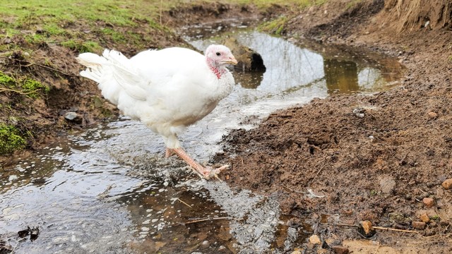 Pute Ashley läuft durch das flache Wasser eines leicht überschwemmten Grabens im Land der Tiere
