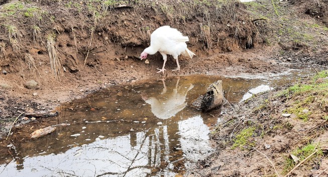 Puter Pü steht am Rand eines leicht überfluteten Grabens im Land der Tiere und sucht in der Erde.