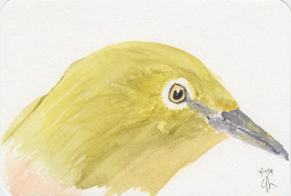 watercolor sketch of a Japanese White Eye bird's head in profile