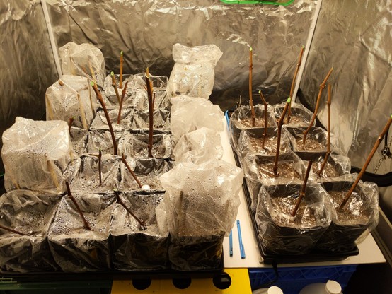 Grow tent with four 1020 trays that have 8 each gallon pots or bags in them. There is a tray each of Thompson Seedless, A pink grape that might be a Delaware, a Moore's early or similar, and Thomcord.

I am not located in Europe and it is common practice here to grow directly from propagated vines. In many places it is unlawful to grow grapes on rooted cuttings due to Grape phylloxera and they require a resistant rootstock. The soil type here does not easily support phylloxera so it is only an issue in isolated areas and even small areas within some vineyards where it does not spread.
