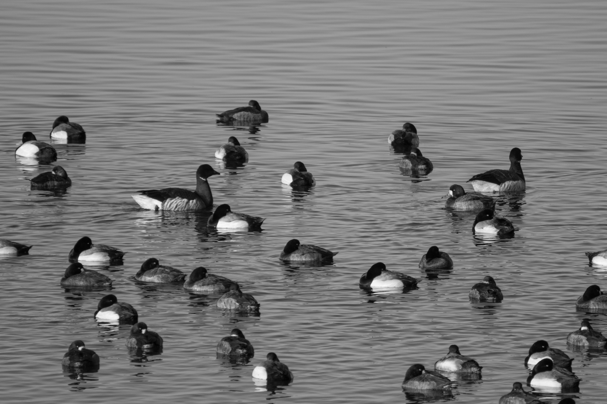 brants and scaups