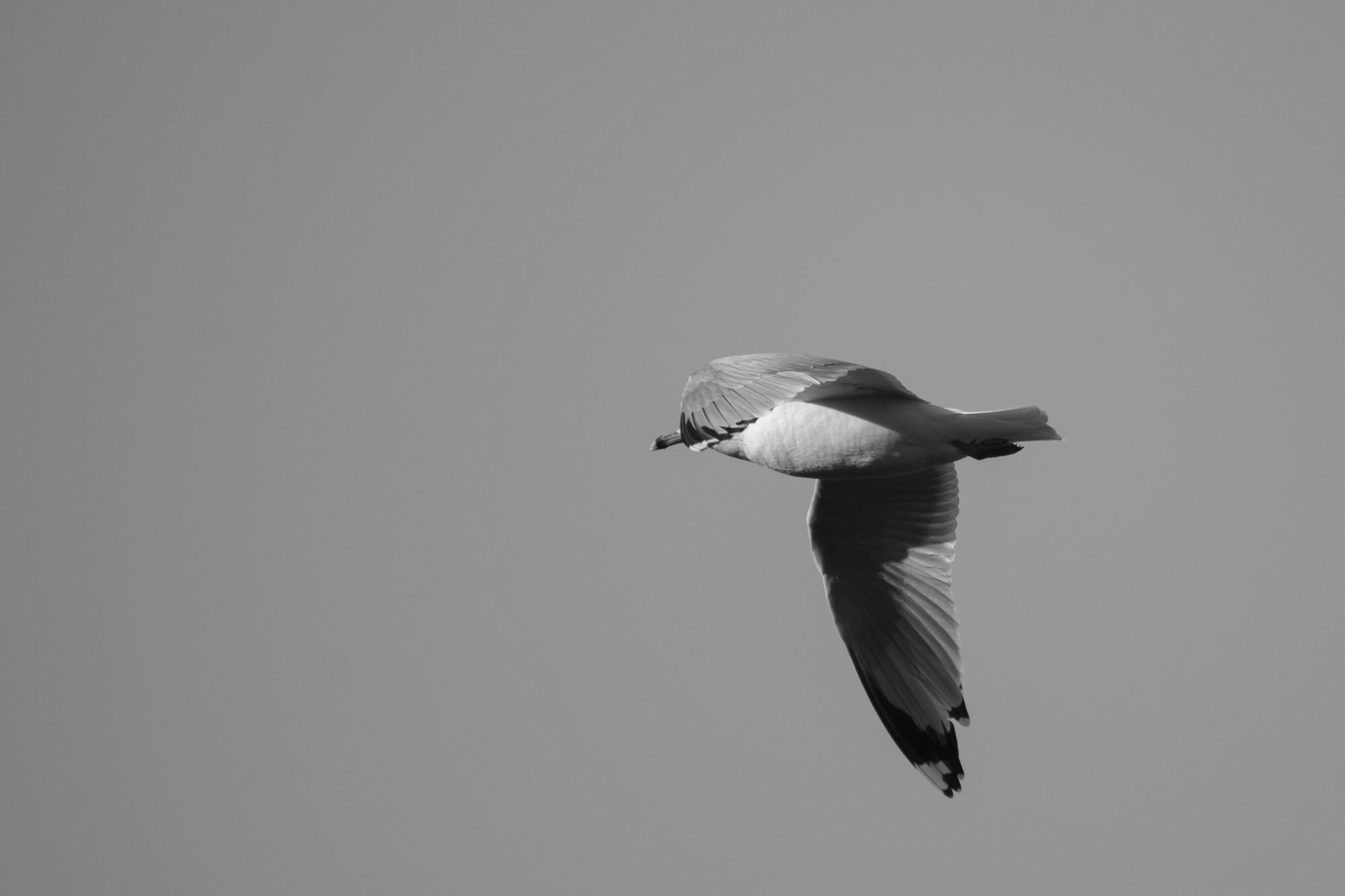 Seagull flying in black and white