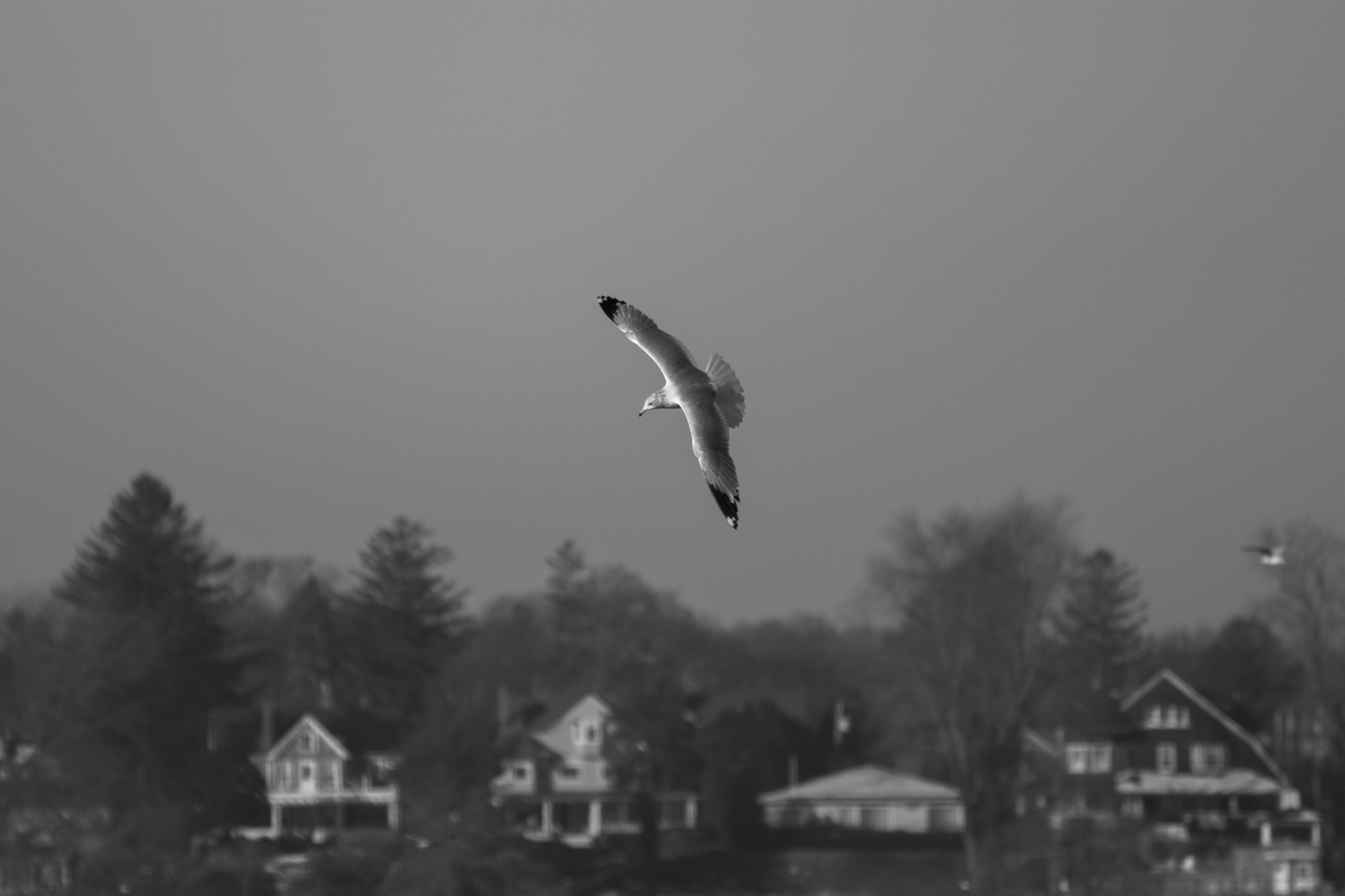 seagull flying wings out flat, with the shore behind just out of focus in black and white