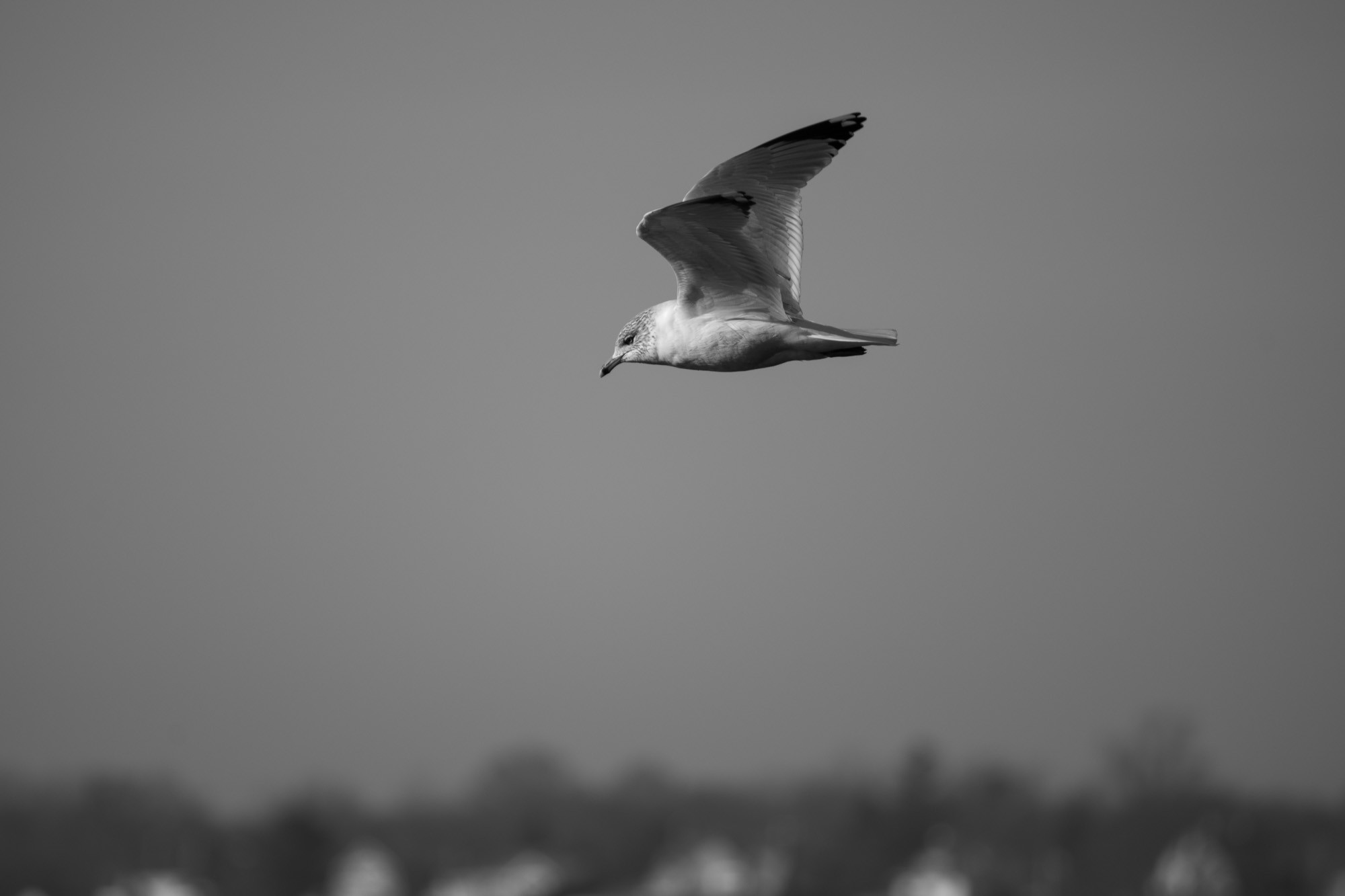 seagull flying with just a hint of out of focus far shore along the  bottom of the image