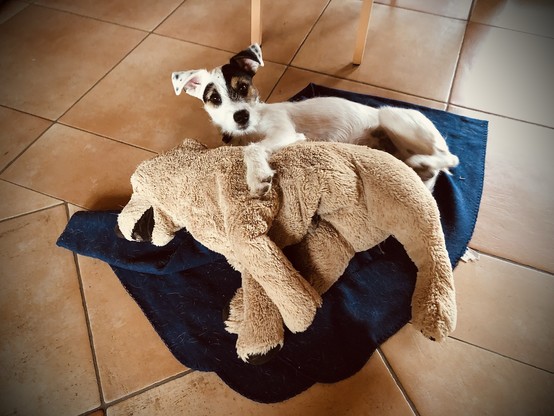 Parson Russell Terrier kuschelt mit seinem Plüschtier