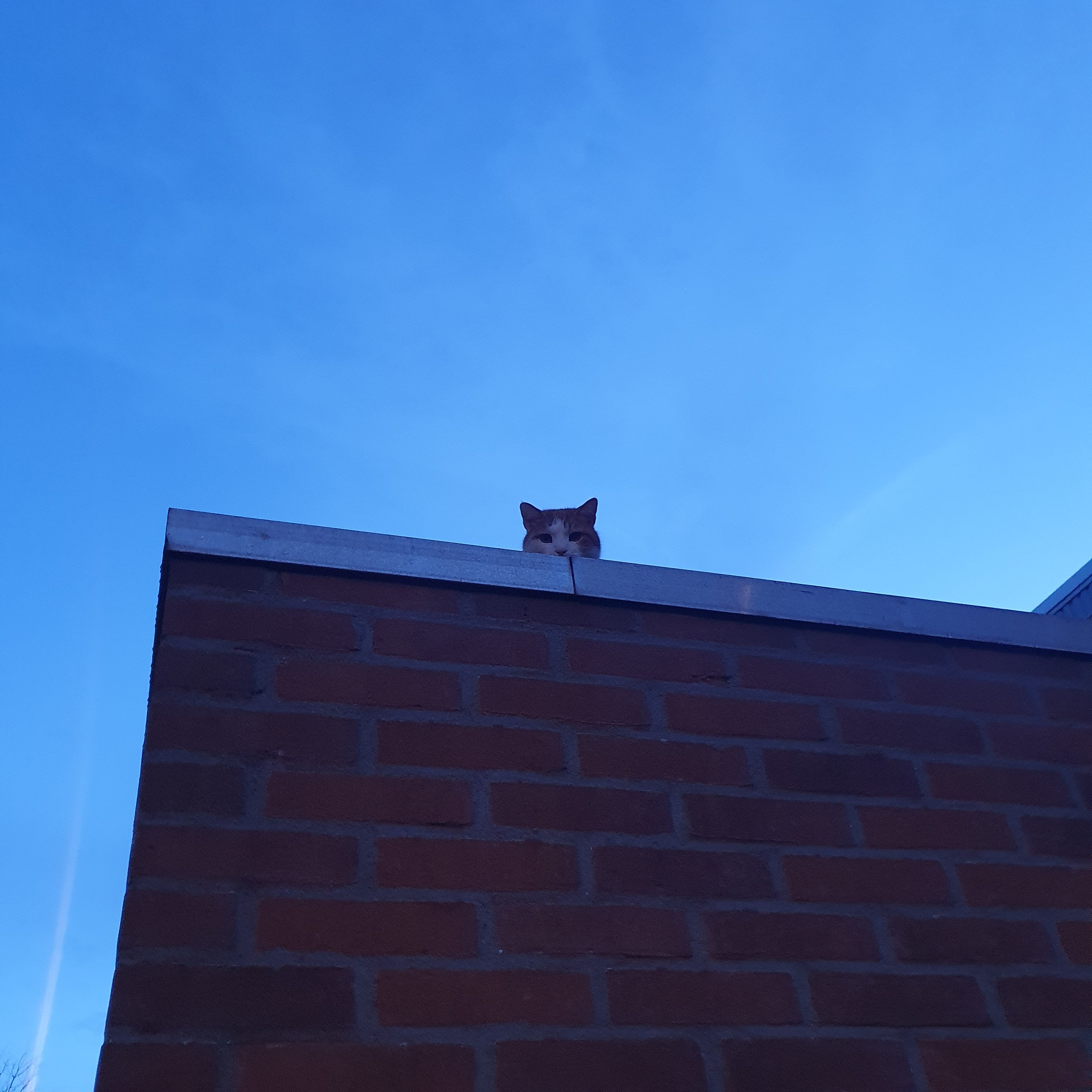 A cat face visible just above a flat roof, looking down towards me. Above a dark grey-blue evening sky. 
