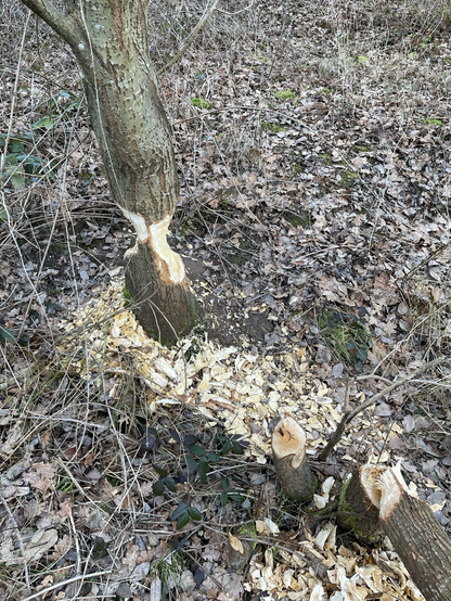 Fast gänzlich angenagter Baumstamm stehend. Nebendran schon ein gefallener. Biberbissspuren.