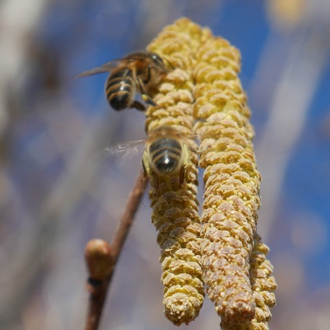 A closeup cropped high res photo of a honey bee facing away from the camera. Yellow pollen is visible on the bees inner rear legs. The sun reflects off of it's shiny black posterior. Another bee is beyond and above it.