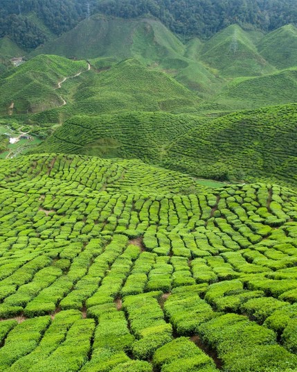 Tea Plantations in Cameron Highlands, Malaysia