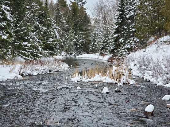 A small river, flowing through an icy landscape. The banks of the river are lined with coniferous trees dusted with snow. A small patch of cattails is in the middle of the river.