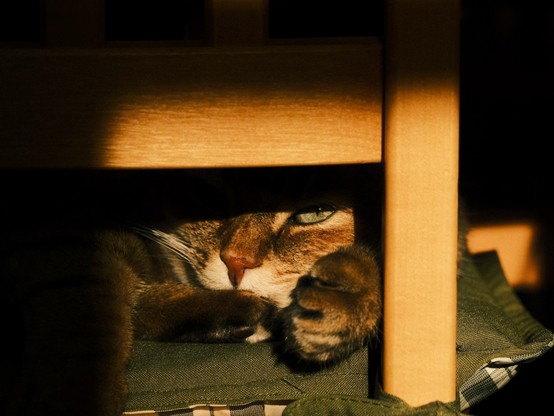 Cat sleeping with one eye open