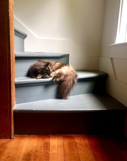 A 16 year-old, long-haired, tortie cat is sleeping toward the bottom of a blue/gray painted stairwell. Her face is flush afainst the wood of one of the stairs with her bushy tail hanging over the edge of the same stair.