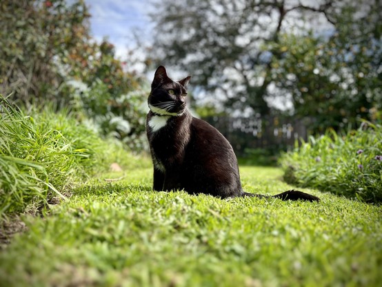 Brown tuxedo cat looking over his shoulder, sitting on a green lawn with foliage surrounding him