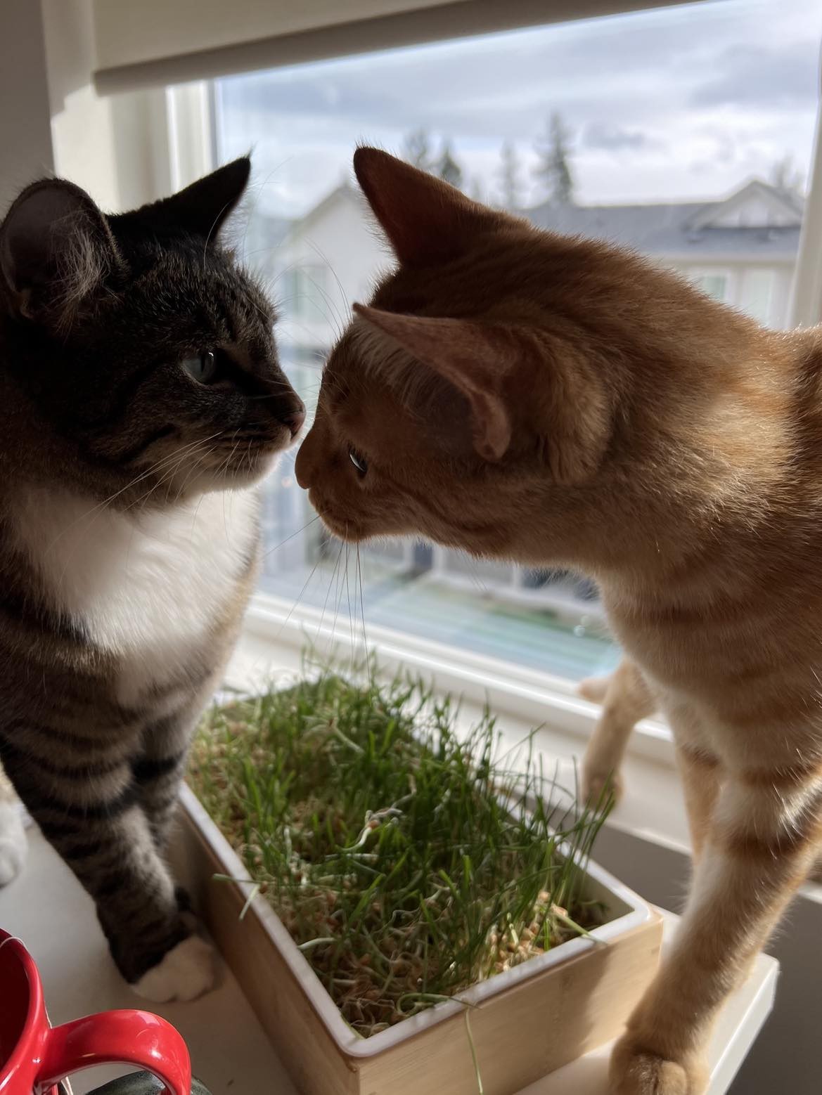 A close up picture of two cats sniffing each other's noses. The one on the left is a brown and white tabby, and the one on the right is an orange tabby.
