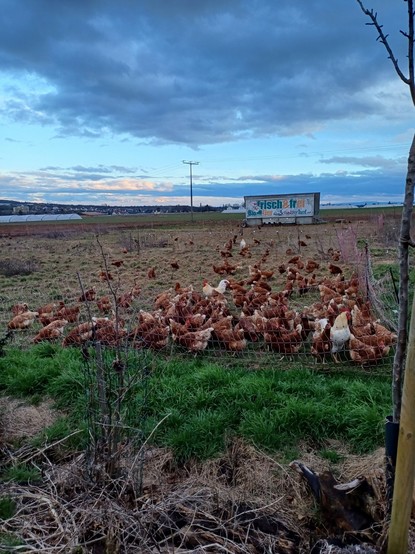 On my walk along the multi-use paths through the fields outside my town, Wiesbaden-Nordenstadt, one finds farm living. Here are a few dozen chickens pecking the edge of their penned field before dusk.