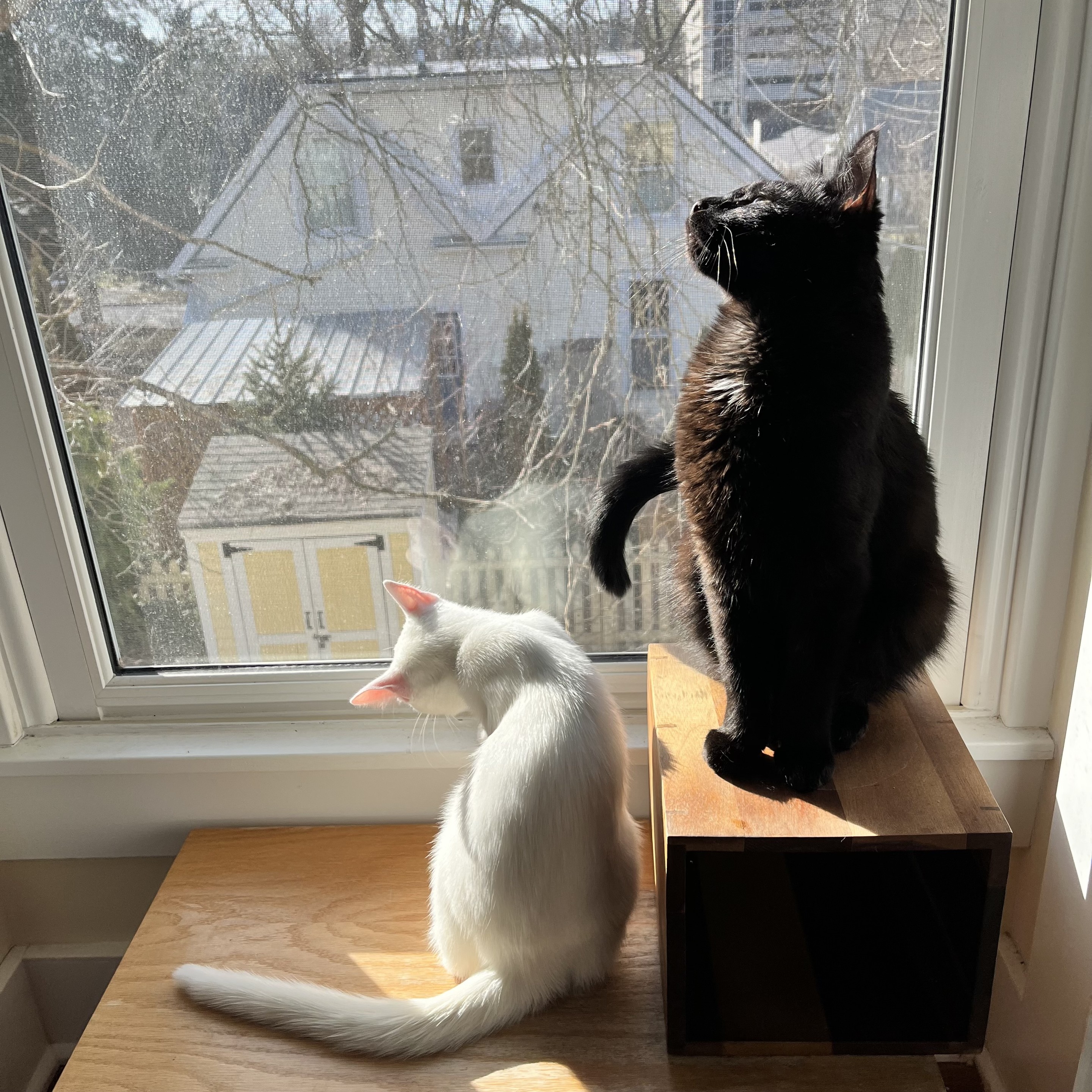 In front of a window a white kitten turns her head to look at something sideways, and a majestic black cat facing away from the window closes his eyes turns his head to let the sun fall on his face.