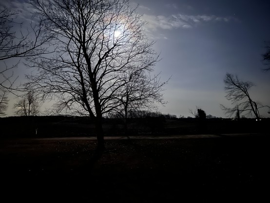 The full moon rises behind our bare red maple; the lights of the houses a road over shine in the distance. 