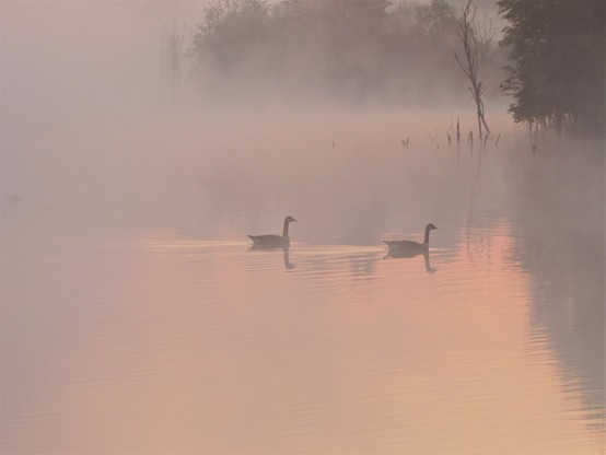Two Canada geese paddle across a  lake at dawn. In the background are trees which grow along the distant shore. A tree or two which now have their roots in the water have died and are twisted and leafless. The lake is shrouded in a gentle mist.  