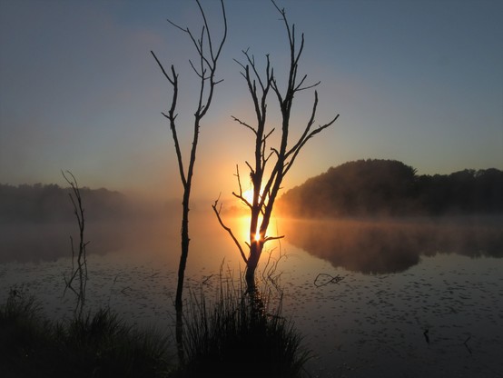 Two lifeless trees that now have their roots in the rising water of the lake are front and center of this photo taken at sunrise. The grasses along the shore are in the near foreground and still in shadow. A glow from the rising sun creates a star of light between branches of one of the dead trees and illuminates a mist on the water. In the background is the tree covered distant shore, also still in shadow.