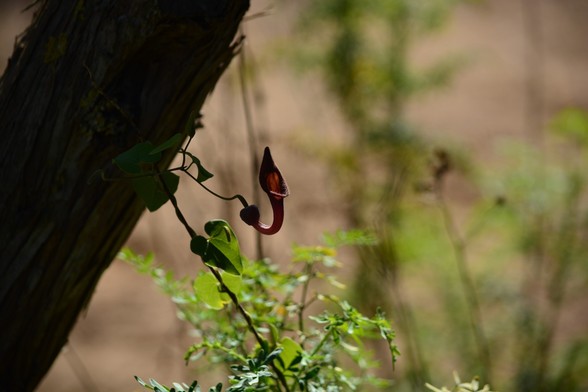 Aristolochia baetica. Planta trepadora de tallos largos y finos apoyada en las plantas circundantes y en el tronco de un árbol. Sus hojas son de color verde oscuro y de forma triangular. La flor, que se le conoce por "candil andaluz", es de color rojizo con forma de tubo y con apertura superior en forma de candil.