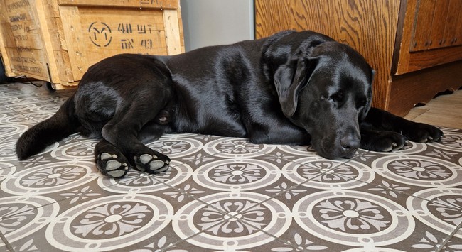 Een slapende zwarte labrador