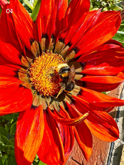 Bee on a poppy 