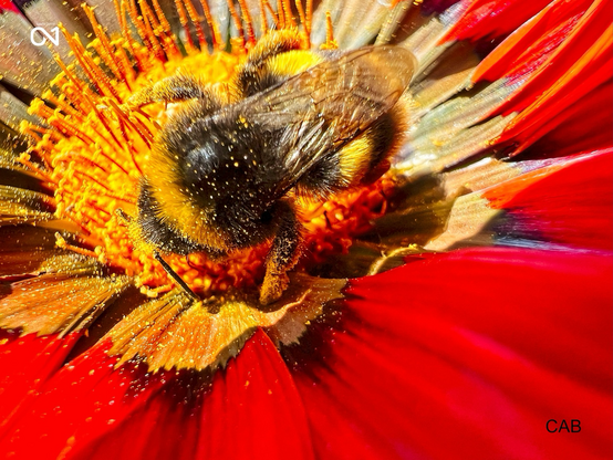 Bee on a poppy