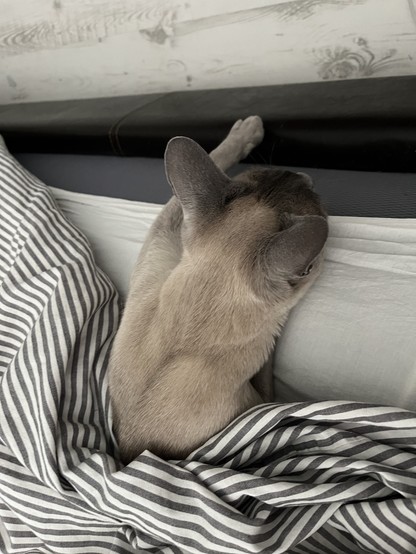 Our Siamese cat half tucked under the duvet