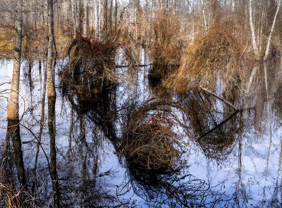 The Golden Triumvirate, a South Carolina coastal cypress marsh with picturesque vines and red berries in winter, north of Charleston, buy here:

https://www.pictorem.com/977759/The%20Golden%20Triumvirate.html