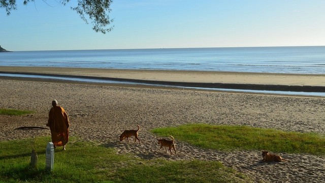 Monk walking on the beach, followed by some dogs.