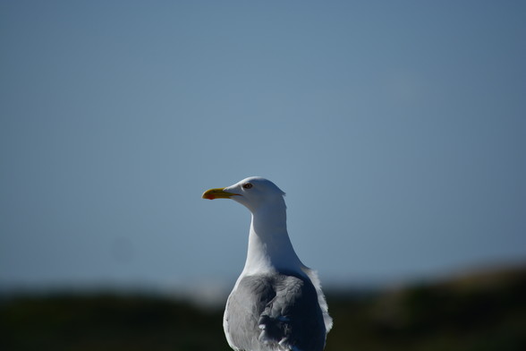 Gaviota patiamarilla mirando hacia su lado izquierdo