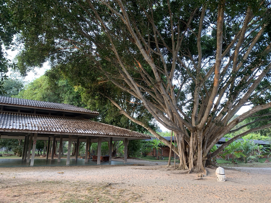 The "big tree" and one of the meditation hall