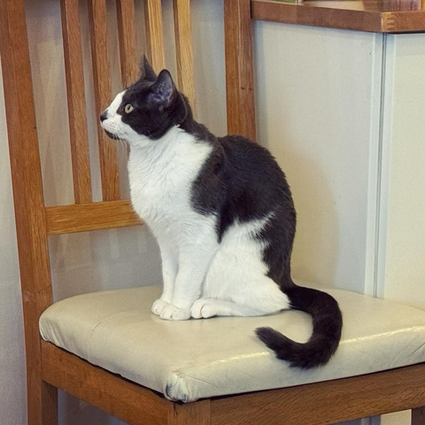 Cat photo 
