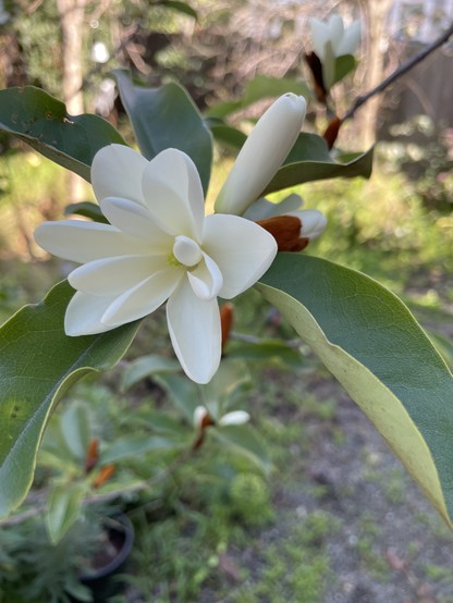 Magnolia bloom close up 