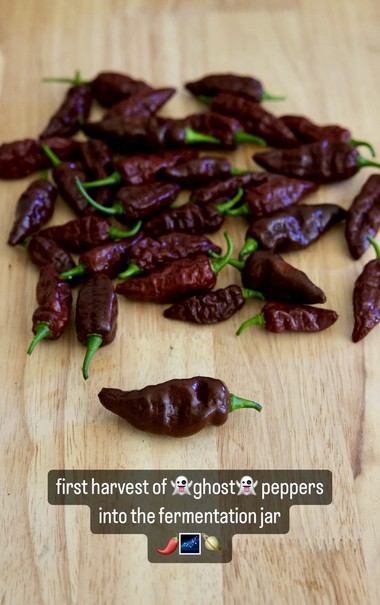a group of burgundy-colored ghost chili peppers displayed on a wood-top table