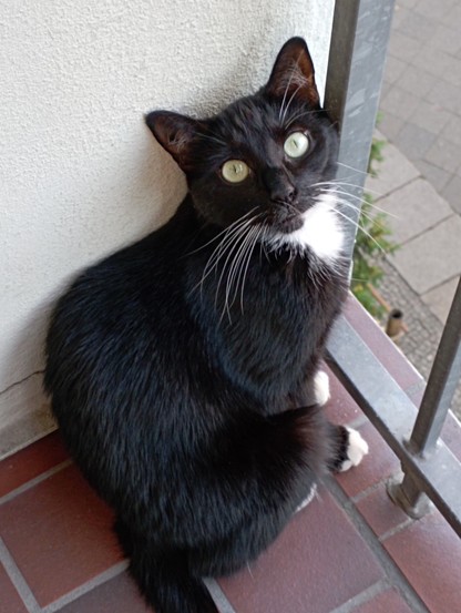Schwarze, zierliche Katze, mit weißen Pfoten und Chemisette, auf Balkon mit Terracotta-Fliesen, am Zink-Geländer, guckt direkt in Kamera