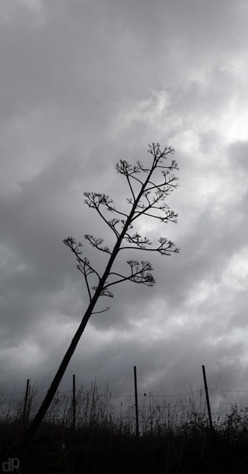 Schwarzweißfotografie
Unterer Bildrand: Gräser und ein Zaun, der aus Draht und mehr oder weniger senkrechten Stangen besteht
Die Siluette eines Baums mit langem Stamm und ohne Blätter, der schräg ins Bild ragt, hebt sich vom Grau der Wolken im Hintergrund ab
