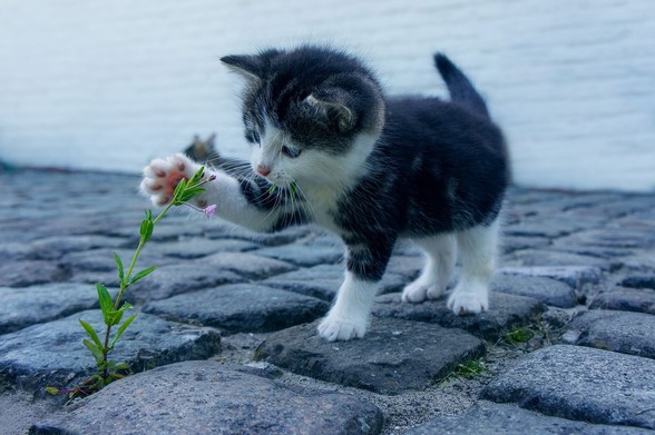 Kitten explores a flower