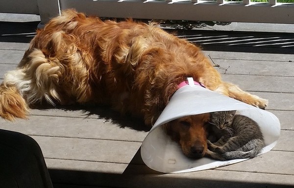 Perro tipo golden con un cono de recuperación en el cuello y un gatito gris dentro junto a su cabeza, tumbados al sol en un suelo de madera.