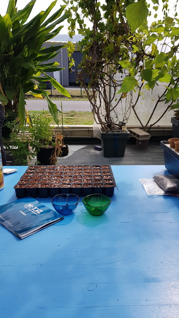C'est une table avec des semis de plante que nous allons planter