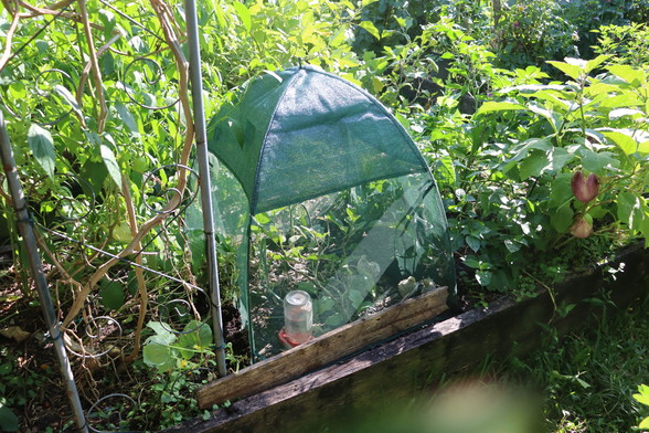 a small, green, mesh dome sitting on a garden bed, surrounded by plants.  We can see eggplants (aubergine) hanging from a plant on the right end and chillies on the left.  The dome has a little water container in it, and we can just make out some little quail chicks inside it. 