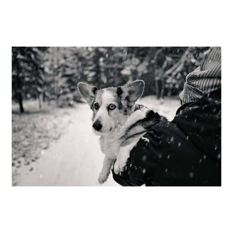 [CN: Tod] Was für ein großes Loch so ein kleines Tier doch reissen kann, wenn es sich auf seine letzte Runde macht. Kleiner Hund (mit bürgerlichem Namen: Polly Cardigan) ist tot. Wir sind sehr traurig, aber auch glücklich über 15 gemeinsame Jahre, in denen immer galt: You'll Never Walk Alone.   Kleiner Hund am 2. Januar auf ihren småländischen Latifundien, auf denen wir sie bestatten werden.