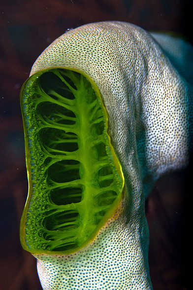 Tunicado con exterior blanco poroso. Un orificio permite observar la estructura interna de un intenso color verde.