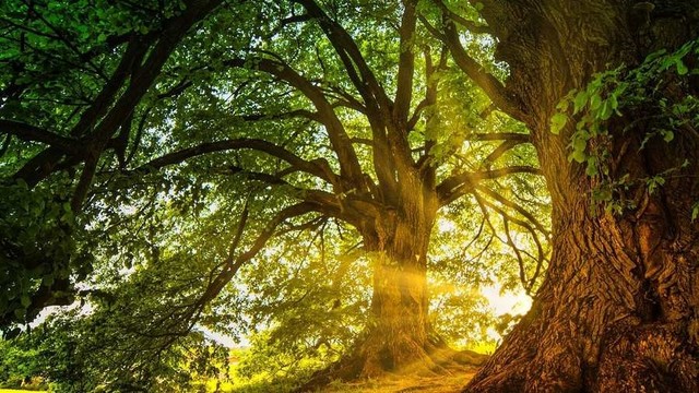 Giant oak tree with sun shining through.