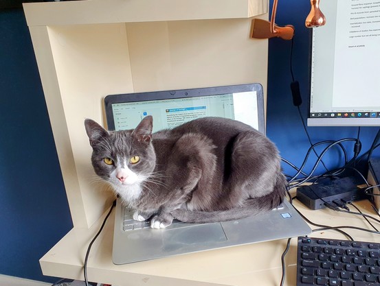 A grey and white cat with golden eyes is crouched on the keyboard of a silver laptop, staring with disdain at the photographer 