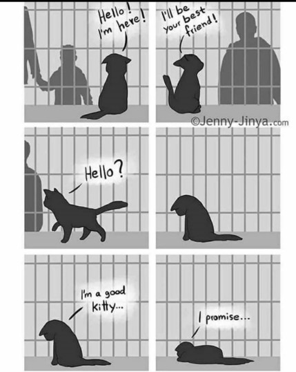 A four-panel grayscale comic showing a cat in a shelter trying to get the attention of passersby, with decreasing enthusiasm as it is not adopted.