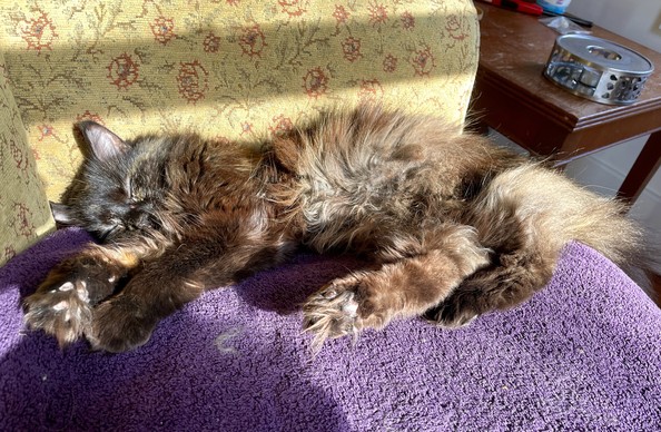 An elder long-haired tortie cat is stretched out on a purple towel atop a yellowish chair. Her eyes are closed and all 4 paws are extended out showing off some of her toes beans. There is sun streaming onto her and the chair.