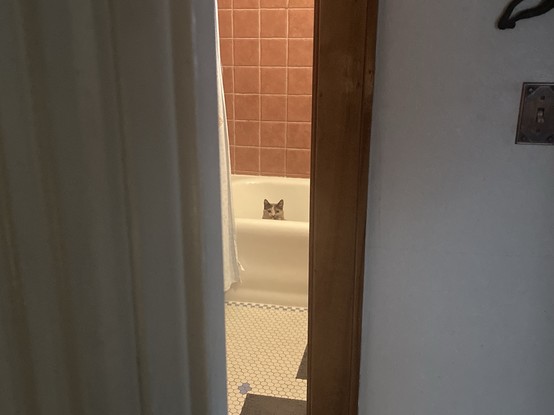 A cat sitting in a bathtub being a weird little kitty.