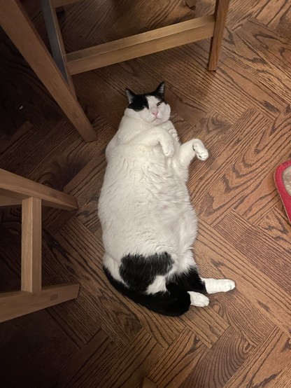 Fat cat lying on the floor 