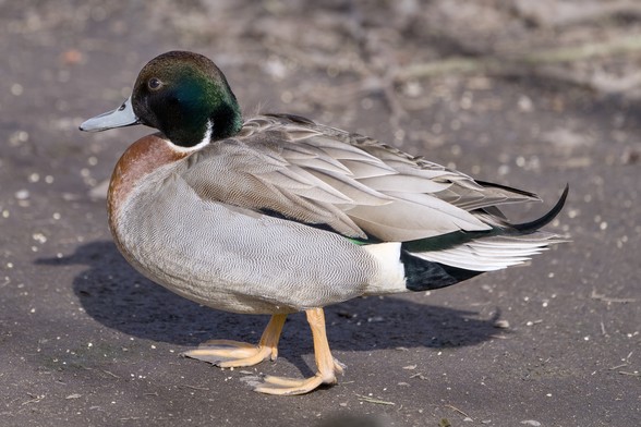 A male Mallard / Pintail hybrid. It has mostly Mallard colours except for a blue Pintail bill.